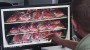 Sachsen: Mitarbeiter von Behörde verkauft Schwanen-Fleisch im Internet | Regional | BILD.de